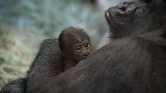 The image shows the ‘male’ gorilla and the newborn baby at US-based Columbus Zoo and Aquarium. (Instagram/@columbuszoo)
