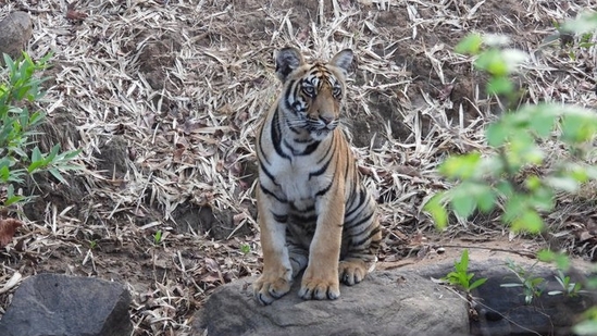 International Tiger Day: Sachin Tendulkar shared this amazing picture on Twitter. (Twitter/@sachin_rt)