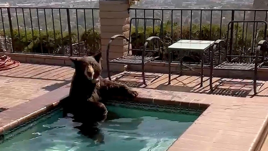 Burbank police were called to a hillside neighborhood on Friday afternoon when residents spotted a bear, seeking refuge from the heat in a nearby pool.(Twitter)