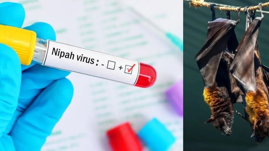 Nipah virus is a zoonotic virus and can spread from animals to humans as well as humans to humans. (Photo by Twitter/islantstudio)